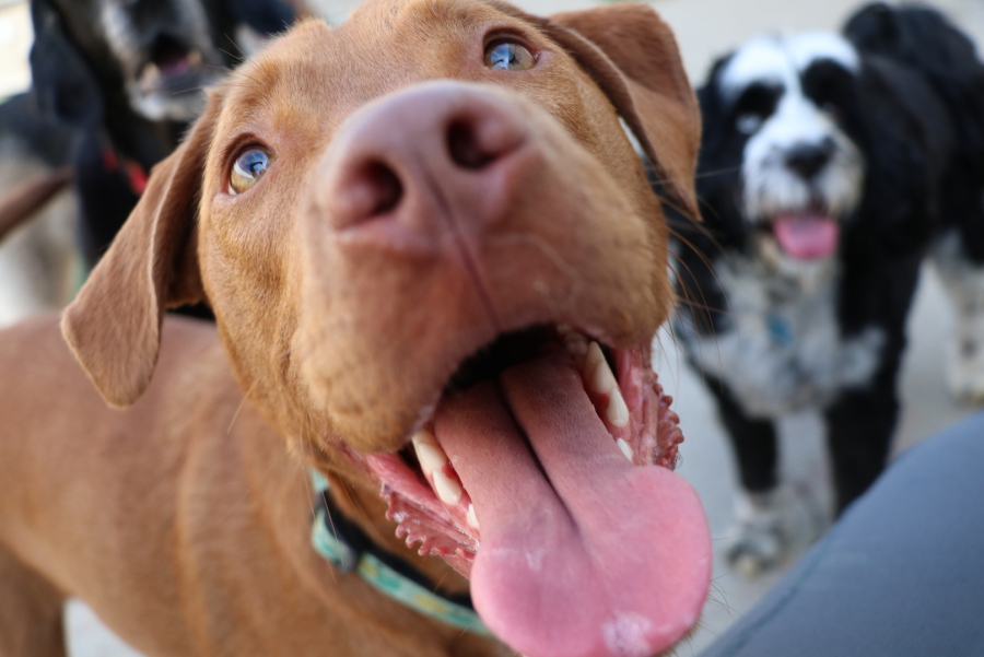 happy tail puppies review